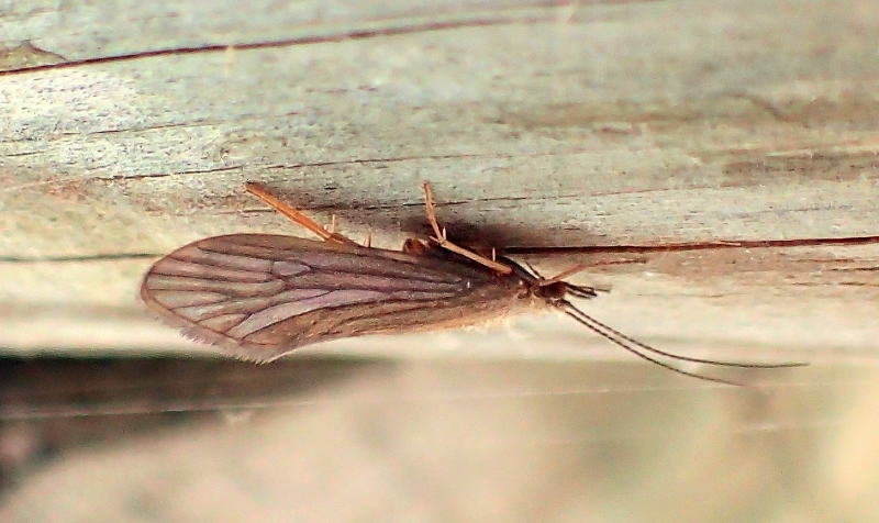 Psychomyidae:  cfr. Tinodes sp.